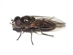 Cheilosia semifasciata (femelle)