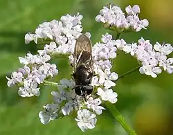 Cheilosia soror