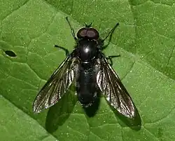 Cheilosia variabilis (mâle)