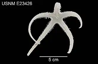 Cheiraster blakei (USNM)