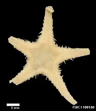 Cheiraster echinulatus, une Notomyotida