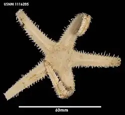 Cheiraster gerlachei (USNM)