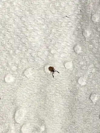 Description de l'image Cheiridium museorum imported from iNaturalist photo 89072047 on 14 April 2022.jpg.