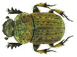 Cheironitis scabrosus&nbsp;(sv).