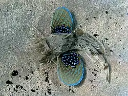 Chelidonichthys lucerna