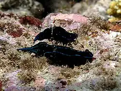 Céphalaspide-sangsue (Chelidonura hirundinina)