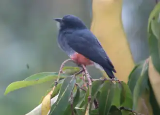 Description de cette image, également commentée ci-après