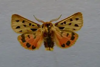 Écaille maculée(Chelis maculosa)