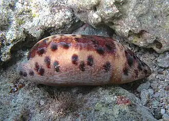 Porcelaine tortue (Chelycypraea testudinaria, coquille vide)