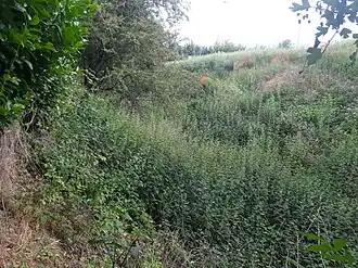 Image illustrative de l’article Rue Verte-Voie