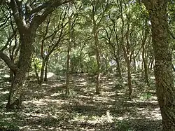 Intérieur de la chêneraie.