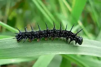Morphe définitive des chenilles