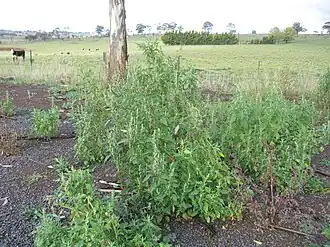 Description de cette image, également commentée ci-après