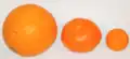 Comparaison d'un C. kinokuni à droite avec une clémentine (centre) et une orange (ronde, à gauche)