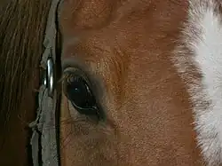 Photographie d'un œil de cheval marron foncé en gros plan.
