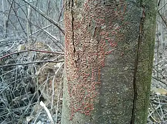Description de cette image, également commentée ci-après