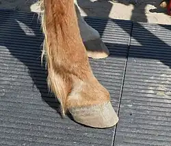 Photographie d'une jambe et d'un sabot d'un cheval roux.