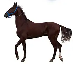 Photographie d'un jeune cheval roux foncé vu de profil