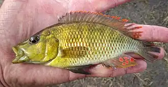 Description de l'image Chetia brevis 269497810, crop.jpg.