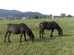 Deux chevaux de couleur baie au milieu d'un champ