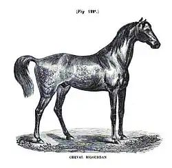 Gravure représentant un cheval nu à la robe sombre, de profil, à l'arrêt.