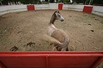 Cheval camarguais dans l'arène pour dressage