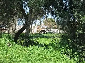 Image illustrative de l’article Forêt de Sidi Fredj