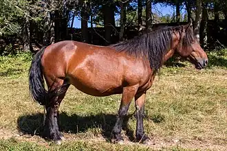 Cheval du Vercors de Barraquand à Autrans-Méaudre en Vercors en Isère.