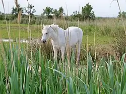 Description de l'image Cheval en Camargue.jpg.