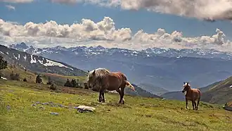 Chevaux au col de Pailhères