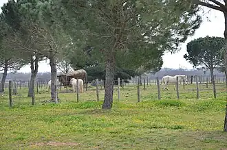 Chevaux de la manade, au mas d'Anglas.