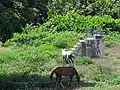 Des chevaux dans la forêt de Kakimbo.