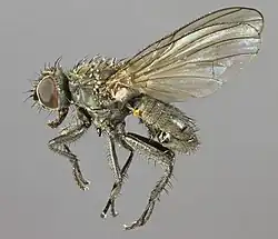 Chiastocheta setifera, inféodée au Trolle d'Europe.