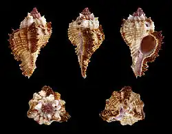 Chicomurex laciniatus