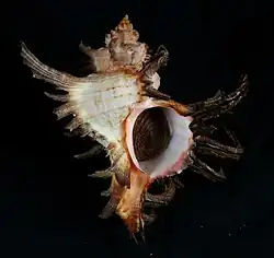 Chicoreus cornucervi