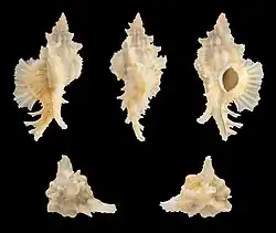 Chicoreus orchidiflorus