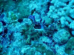 Chicoreus palmarosae