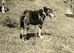 Chien de Berger d'Auvergne, Puy-de-Dôme vers 1910.