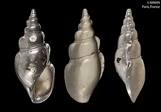 Description de l'image Chileutomia paulensis (MNHN-IM-2000-5678).jpeg.