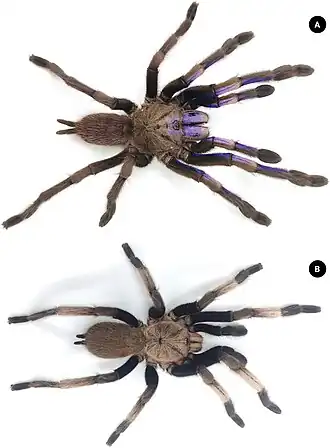 Description de cette image, également commentée ci-après