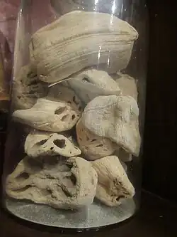 Bocal de rhizomes secs, Philippines.