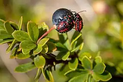 Deux insectes identiques à carapace rouge et noire investissent une belle baie.