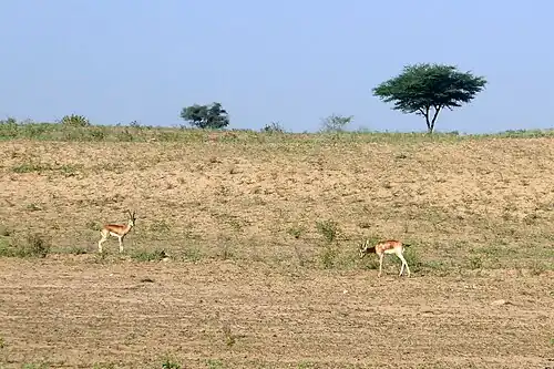 Gazelles chinkara dans le désert au Rajasthan en novembre 2019.
