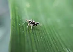 Description de l'image Chira spinosa 174765444.jpeg.