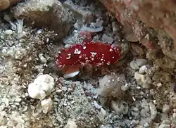 Une Chiridota (possiblement C. rigida) observée dans son environnement naturel à la Réunion.