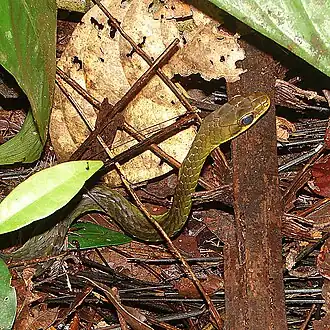 Description de l'image Chironius carinatus, an Amazon Whipsnake.jpg.