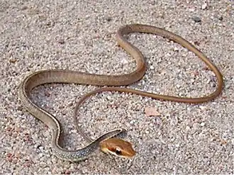 Description de l'image Chironius flavolineatus (10.3897-zookeys.787.26946) Figure 4 (cropped).jpg.