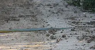 Description de l'image Chironius laurenti Transpantaneira Pantanal.jpg.