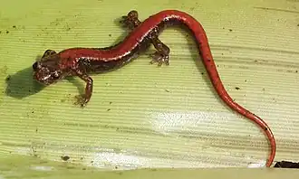 Description de l'image Chiropterotriton lavae.jpg.