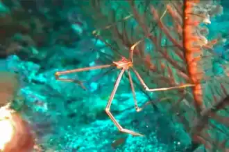 Chirostylus ortmanni, un Chirostylidae